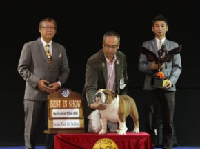 Terrier Club Of Thailand Championship Dog Show(AB4)