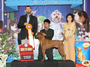The Mall Toy Dog Championship Dog Show 2/2013(TRD)