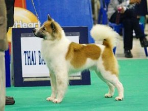 Bangkok FCI International Championship Dog Show 2013