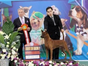 The Mall Toy Dog Championship Dog Show 1/2013(TRD)