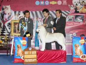 Bangkok Grand Dog Show 2011(AB1)