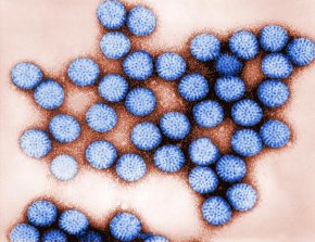 โรตาไวรัส เชื้อไวรัสก่อโรคติดเชื้อทางเดินอาาร