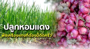 ปลูกหอมแดง พืชเครื่องแกงที่ต้องมีติดครัว