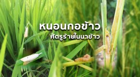 เตือนภัย! หนอนกอข้าว ศัตรูร้ายในนาข้าว