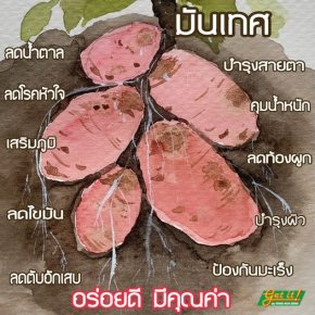  มันเทศ 