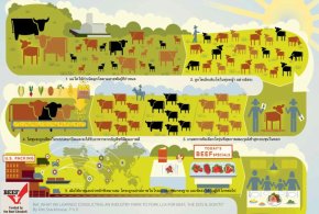 Beef : from Farm to Falk