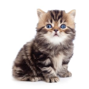 Morbi condimentum vel just at vehicula.