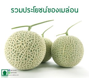 รวมประโยชน์ของเมล่อน