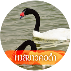 BLACK-NECKED SWAN