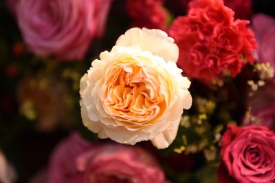 “71 ปี ห้างเซ็นทรัล” จัดใหญ่ The World Of Floral Wonders เนรมิตดอกไม้นับล้านดอก ให้เป็นสวนสวรรค์