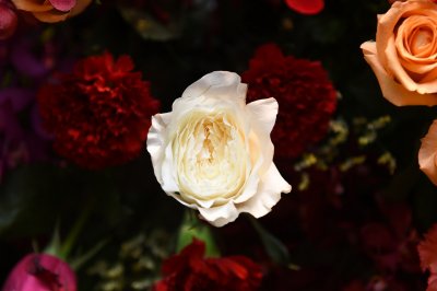 “71 ปี ห้างเซ็นทรัล” จัดใหญ่ The World Of Floral Wonders เนรมิตดอกไม้นับล้านดอก ให้เป็นสวนสวรรค์