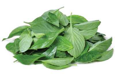 Fresh Sweet Basil