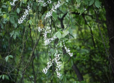 SK  DERRIS SCANDENS