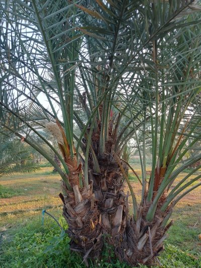 Date palm, female, Bahi