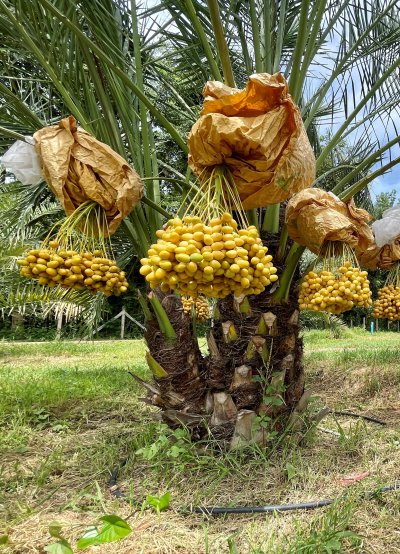 Bahi date palm