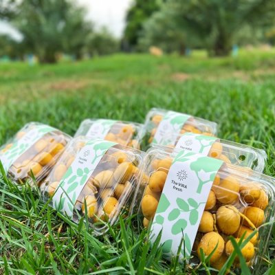 Bahi date palm