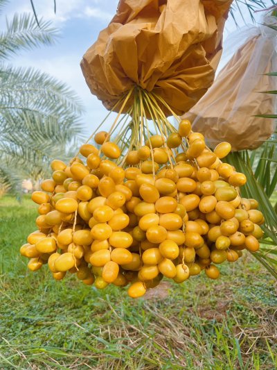 Bahi date palm