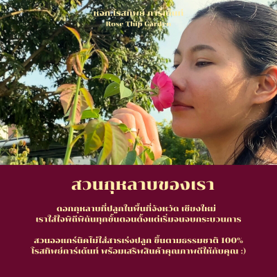 ชากุหลาบ-ปลูกจากธรรมชาติ