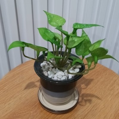 ต้นไม้ปลอมประดิษฐ์ขนาดเล็กในกระถางเซรามิก Small artificial plant in a ceramic pot.