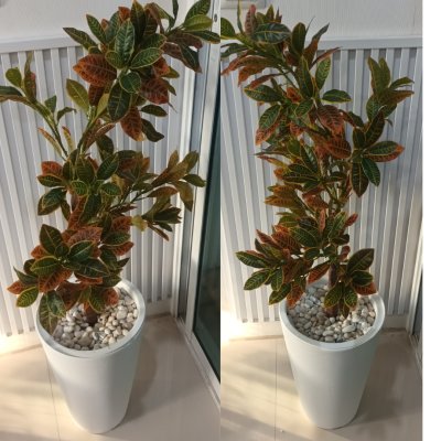 ต้นโกสนปลอมต้นไม้ประดิษฐ์ Artificial / Fake Croton Tree