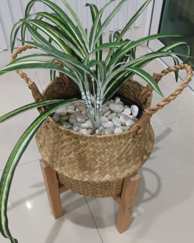 ต้นเศรษฐีเรือนนอกปลอมต้นไม้ประดิษฐ์กระถางเบลล่า Artificial Bella Potted Plant