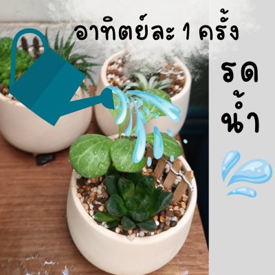 (ต้นไม้จริง) แคคตัส2ต้นในกระถางดินเผาทรงนมวัว 4 นิ้ว