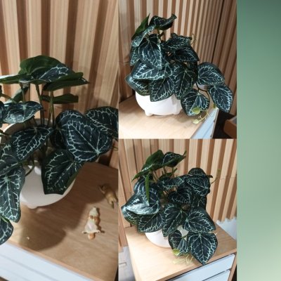 ต้นไม้เลื้อยปลอมในกระถางดินเผาทรงนมวัว Artificial vine plant in cow-shaped ceramic pot.