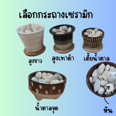 แคคตัสปลอมในกระถางเซรามิก