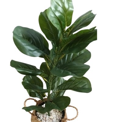 ต้นไทรใบสักปลอมขนาดใหญ่เหมือนจริง Artificial / Fake Fiddle Leaf Fig plant