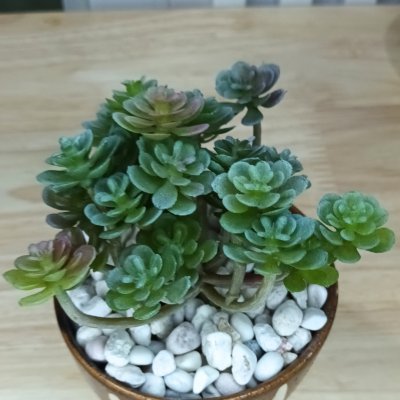 แคคตัสปลอมต้นไม้ประดิษฐ์ในกระถางเซรามิก Artificial cactus in a ceramic pot.