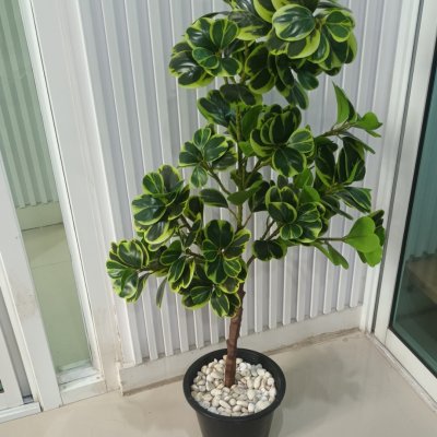 ต้นหัวใจเศรษฐี (สาริกาด่าง) ต้นไม้ปลอมประดิษฐ์กระถาง 9 นิ้ว Artificial Mistletoe Fig