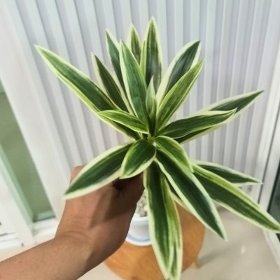 ต้นไม้ปลอมประดิษฐ์ใบยาวกระถางขาว 6 นิ้ว Artificial long-leaf plant in a 6-inch white pot.