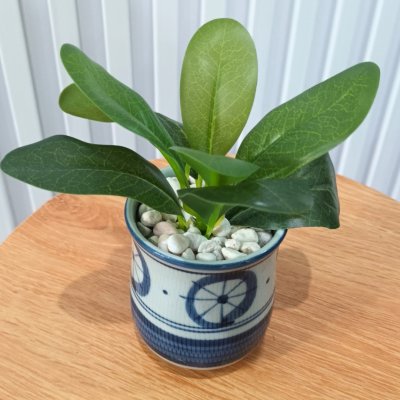 ต้นไม้ปลอมขนาดเล็กกับกระถางเซรามิก 3-3.5 นิ้ว Small artificial plant with a ceramic pot.