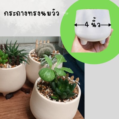 (ต้นไม้จริง) แคคตัส2ต้นในกระถางดินเผาทรงนมวัว 4 นิ้ว