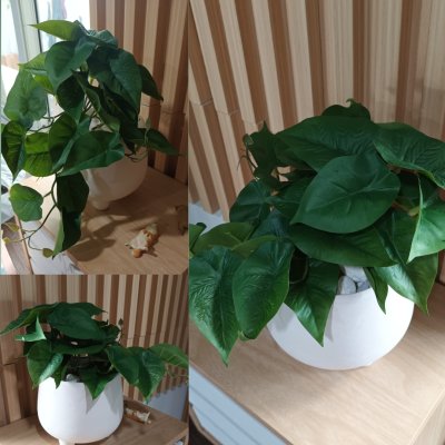 ต้นไม้เลื้อยปลอมในกระถางดินเผาทรงนมวัว Artificial vine plant in cow-shaped ceramic pot.