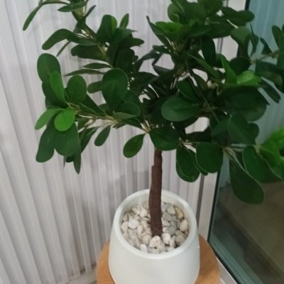 ต้นช้อนเงินช้อนทองประดิษฐ์ Artificial Banyan Tree