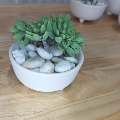 แคคตัสไม้อวบน้ำปลอม Artificial succulent cactus.