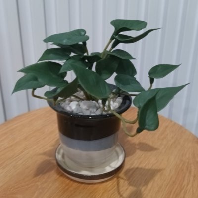 ต้นไม้ปลอมประดิษฐ์ขนาดเล็กในกระถางเซรามิก Small artificial plant in a ceramic pot.