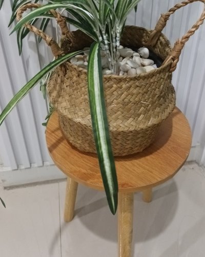 ต้นเศรษฐีเรือนนอกปลอมต้นไม้ประดิษฐ์กระถางเบลล่า Artificial Bella Potted Plant