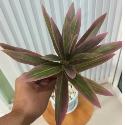 ต้นไม้ปลอมประดิษฐ์ใบยาวกระถางขาว 6 นิ้ว Artificial long-leaf plant in a 6-inch white pot.