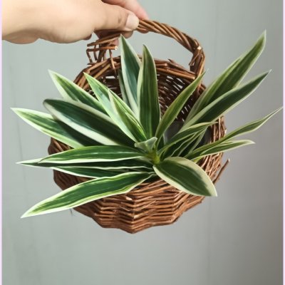 ต้นไม้ปลอมประดิษฐ์ใบสวยตะกร้าสาน Artificial plant in woven basket