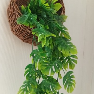 ต้นไม้เลื้อยปลอมประดิษฐ์ในตะกร้าหวายแขวนผนัง Artificial climbing plant in a wicker basket.