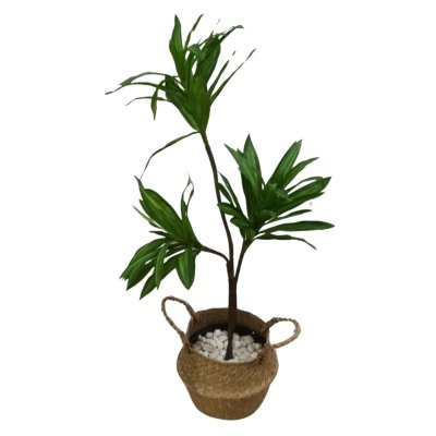 ต้นดราซีน่่าปลอมต้นไม้ประดิษฐ์ขนาดใหญ่ Artificial / Fake Dracaena plant