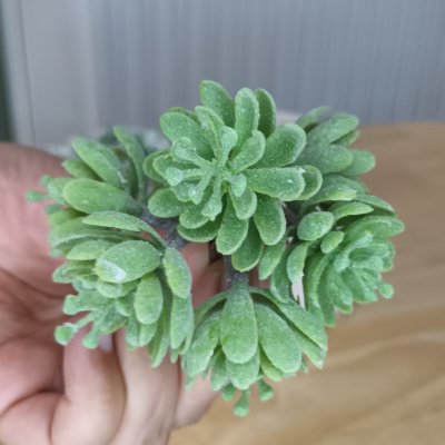 แคคตัสไม้อวบน้ำปลอม Artificial succulent cactus.