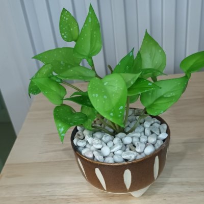 ต้นไม้เลื้อยปลอมประดิษฐ์ขนาดเล็กในกระถางเซรามิก 3.5 นิ้ว Artificial plant in ceramic pot.