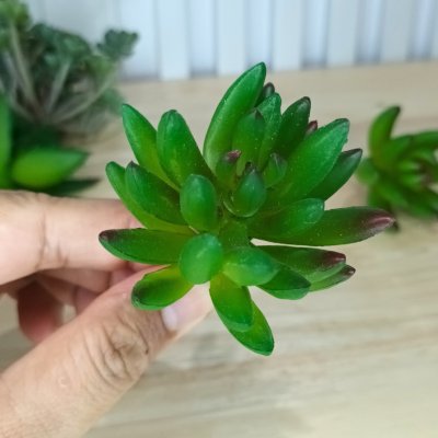 แคคตัสปลอมประดิษฐ์เฉพาะต้นไม้ Artificial cactus specifically for plants.