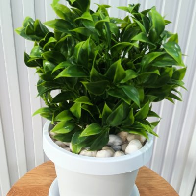 ต้นไม้ปลอมประดิษฐ์ใบเขียวกระถางขาว 6 นิ้ว Artificial green-leaf plant in a 6-inch white pot.