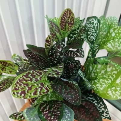 ต้นไม้ปลอมต้นไม้ประดิษฐ์ใบสวยกระถาง4นิ้ว Artificial plant, beautiful realistic leaves