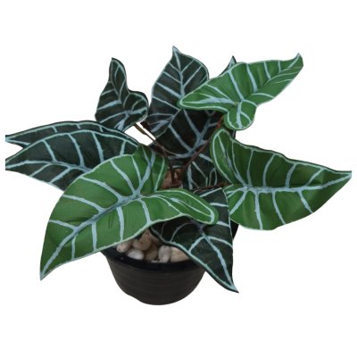 ต้นไม้ปลอมประดิษฐ์ใบลายใบสวยงามกระถาง 8 นิ้ว