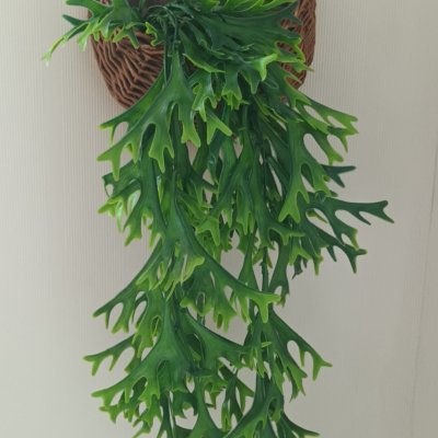 ต้นไม้เลื้อยปลอมประดิษฐ์ในตะกร้าหวายแขวนผนัง Artificial climbing plant in a wicker basket.